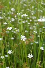 Stellaria graminea