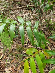 Alpinia caerulea