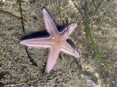 Astropecten armatus