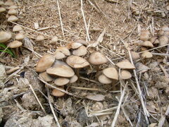 Panaeolus subbalteatus