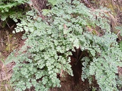 Adiantum poiretii