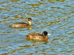 Heteronetta atricapilla