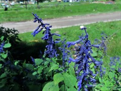 Salvia concolor