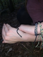 Diadophis punctatus punctatus