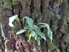 Pleopeltis macrocarpa