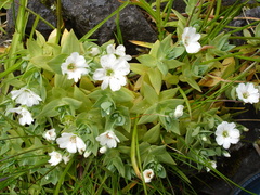 Stellaria ruscifolia
