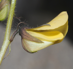 Crotalaria incana