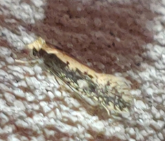 Monopis crocicapitella