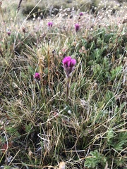 Castilleja lemmonii