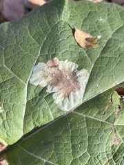 Calycomyza flavinotum