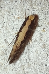 Monopis crocicapitella