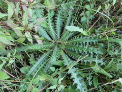 Cirsium nivale