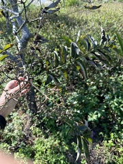 Zanthoxylum ailanthoides