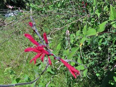 Salvia elegans