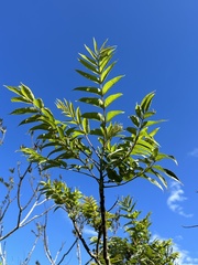 Zanthoxylum ailanthoides