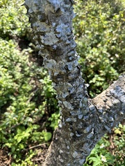 Zanthoxylum ailanthoides