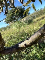 Zanthoxylum ailanthoides