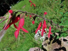 Salvia fulgens