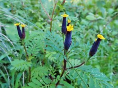 Tagetes foetidissima