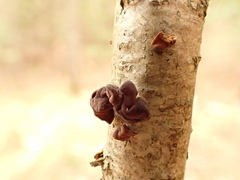 Macrotyphula contorta