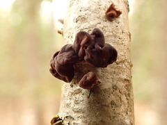 Macrotyphula contorta