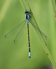 Chromagrion conditum