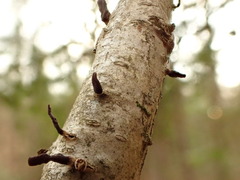 Macrotyphula contorta