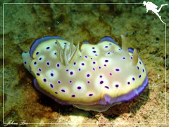 Goniobranchus kuniei