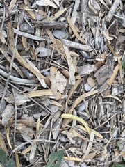 Frederickia flaviterminata