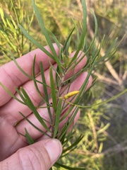Persoonia virgata