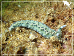 Thuridilla carlsoni