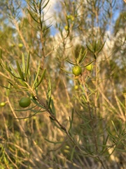 Persoonia virgata