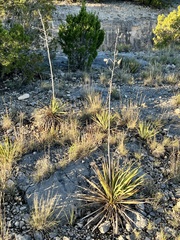 Yucca reverchonii