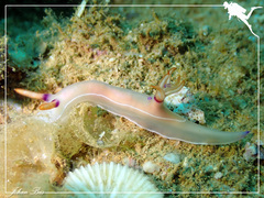 Hypselodoris bullockii