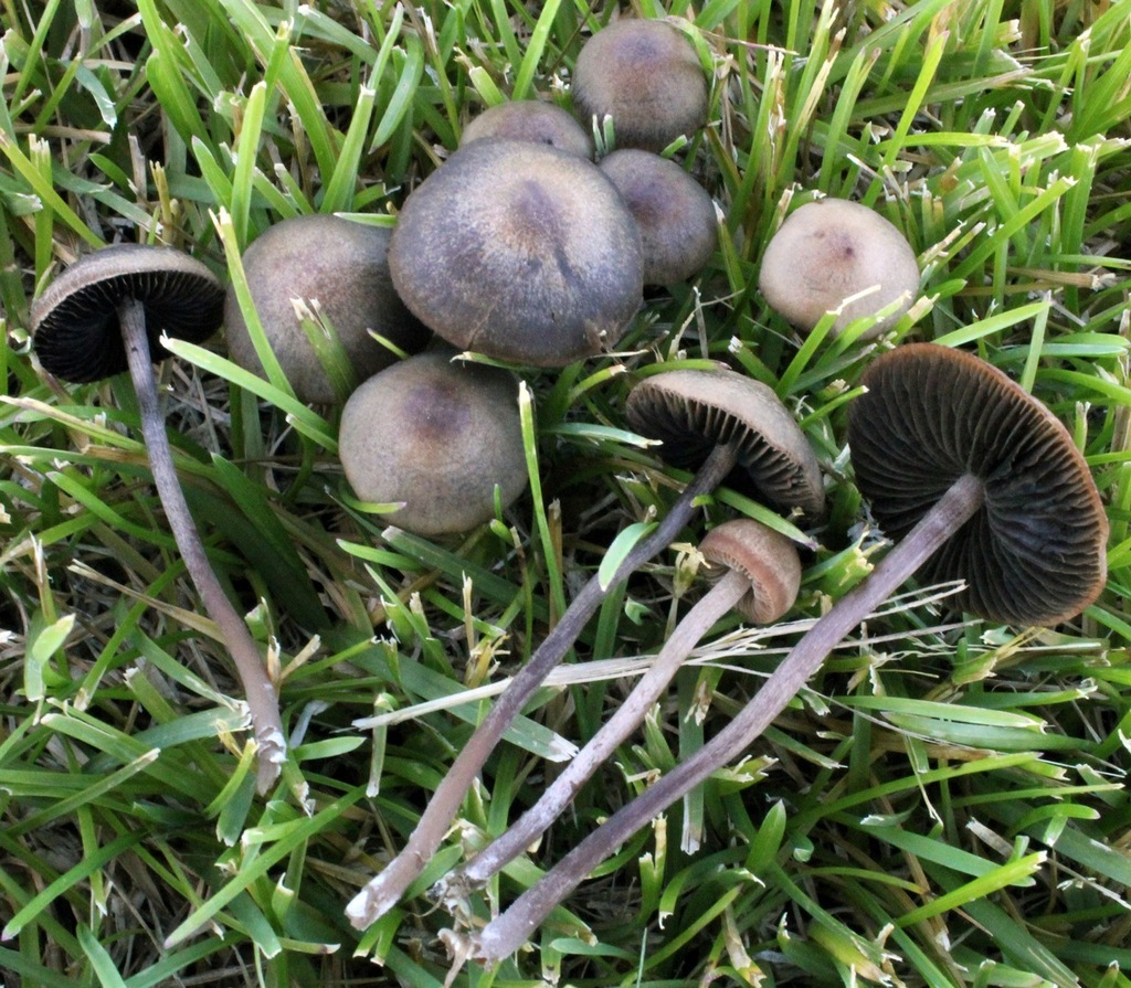 Turf Mottlegill