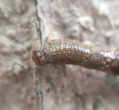 Ennominae