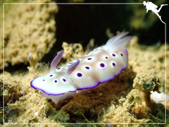 Hypselodoris tryoni