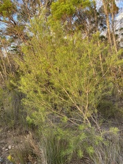 Persoonia virgata