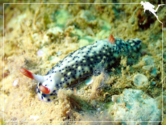 Hypselodoris infucata
