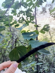 Bauhinia lunarioides