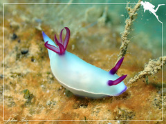 Hypselodoris