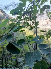 Bauhinia lunarioides