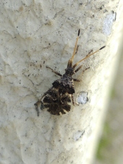 Centrocoris