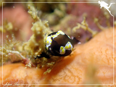 Colpodaspis thompsoni