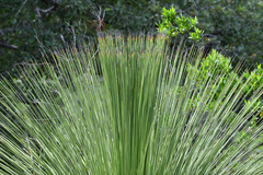 Dasylirion quadrangulatum