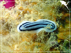 Phyllidiopsis xishaensis