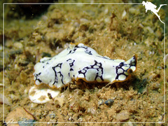 Pseudoceros imperatus