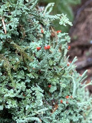 Cladonia bellidiflora