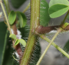 Crotalaria incana