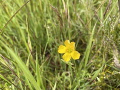 Oxalis perennans